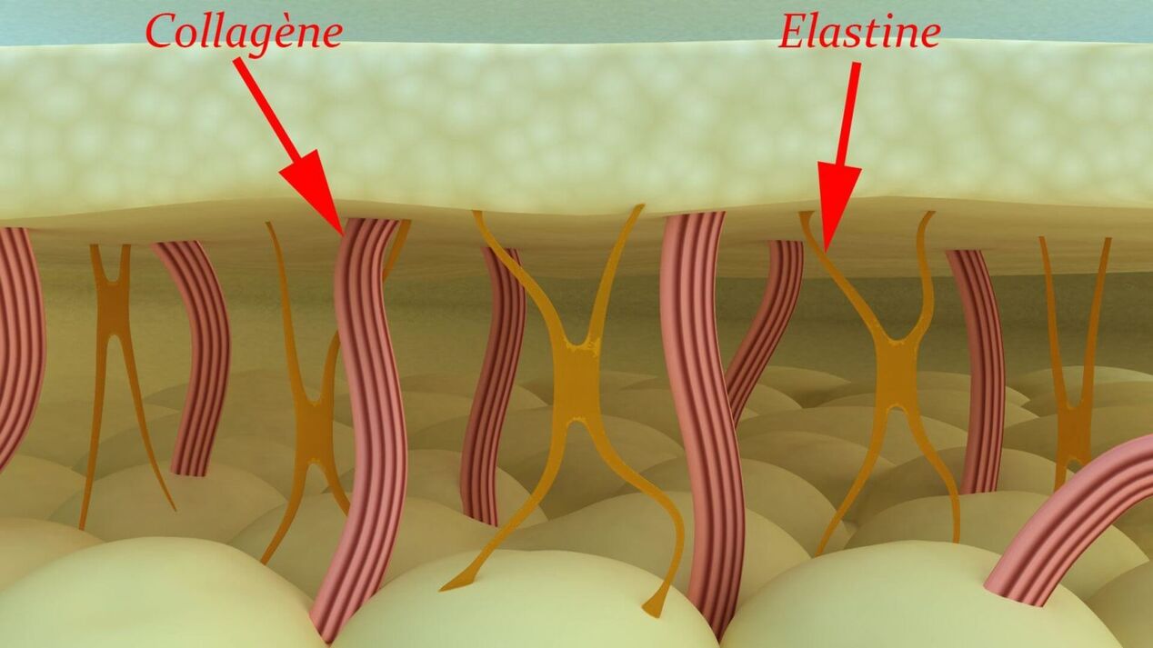 Collagen and elastin - structural proteins of the skin
